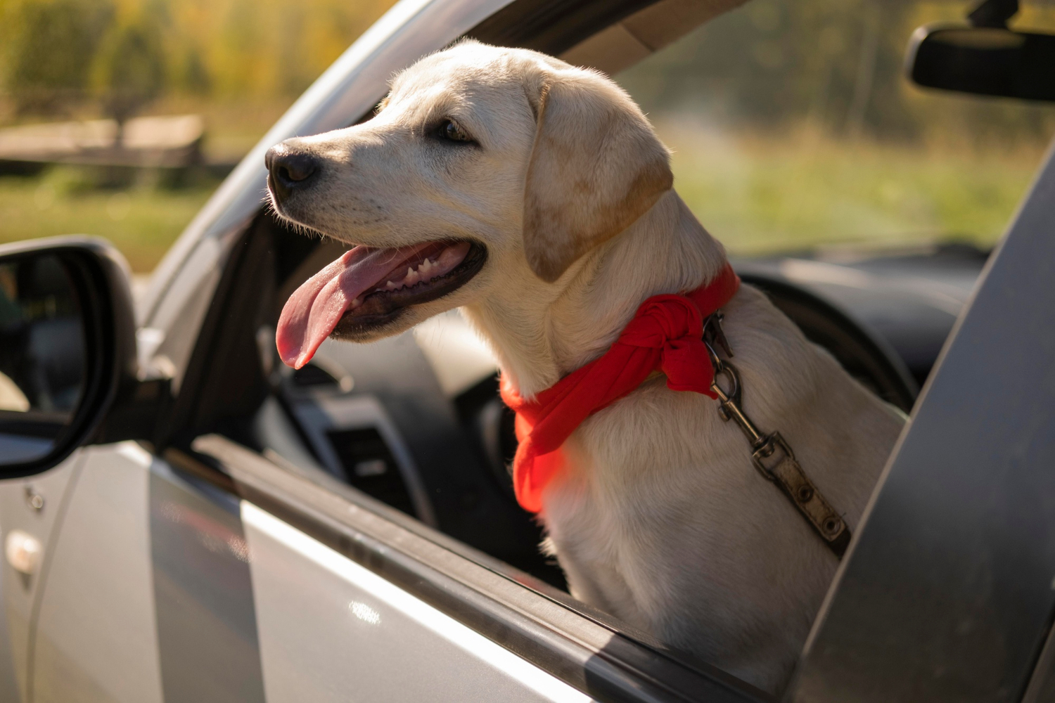 Poradnik jak dobrze przygotować psa do podróży samochodem